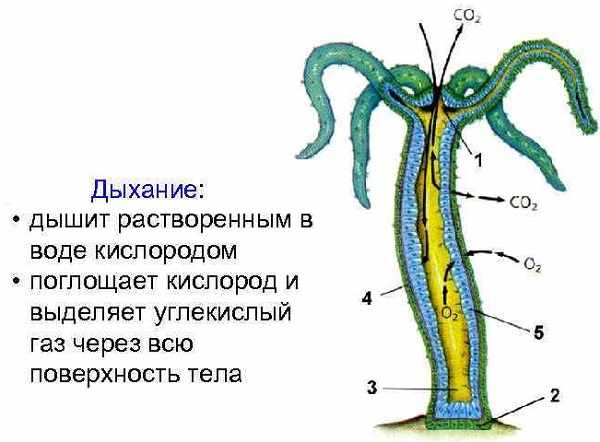 Ссылка кракен kr2web in