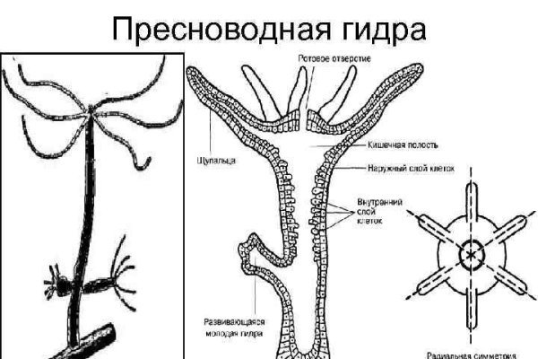 Как через сафари зайти на кракен