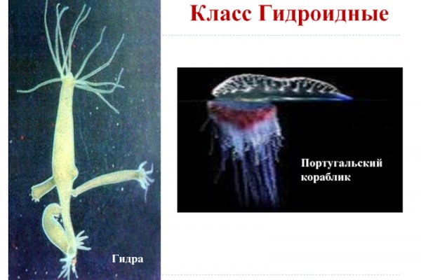 Kraken ссылка krakens13 at