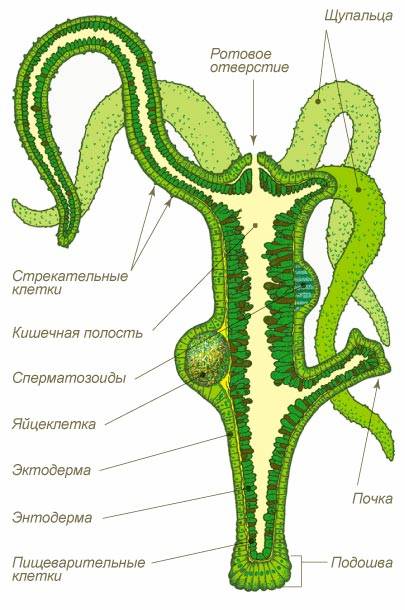 Кракен тор krakens13 at